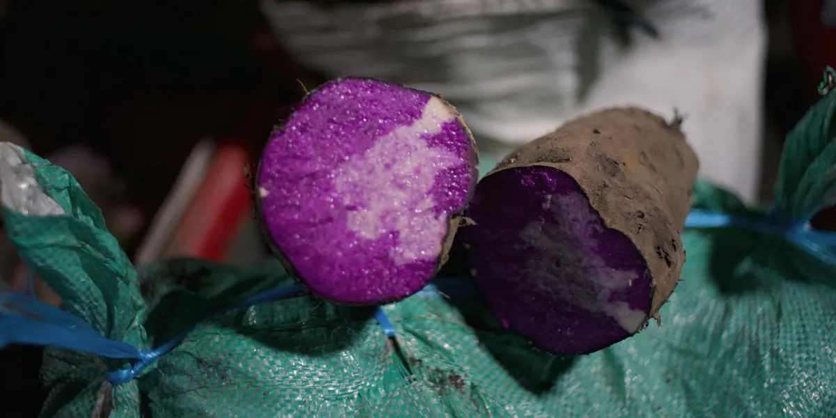 Purple yam tubers arranged on a market stall
