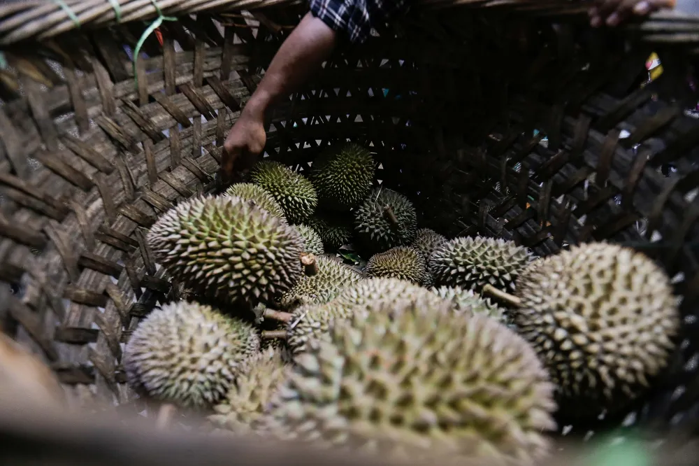 Fresh durians arranged in crates for transport