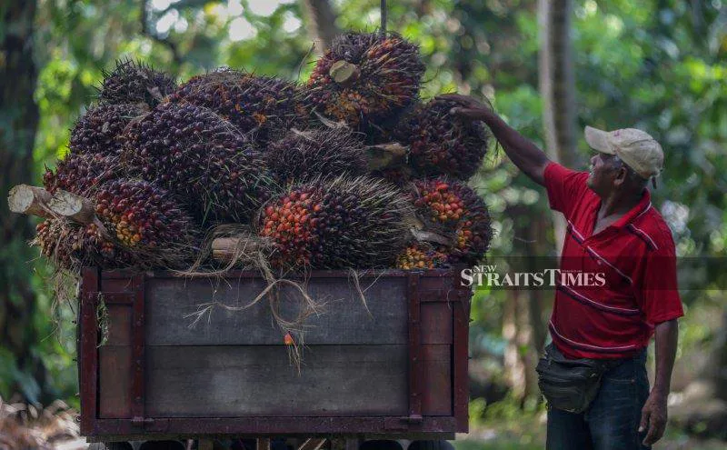 Oil palm fruit bunches at a plantation