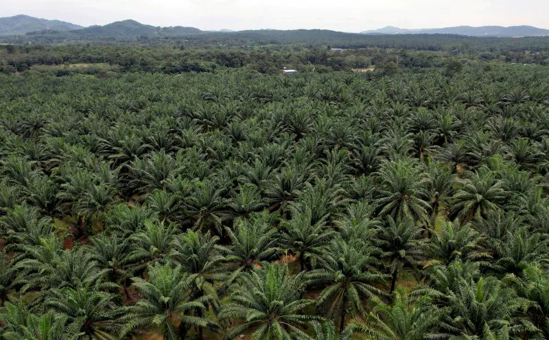 Oil palm trees on a plantation