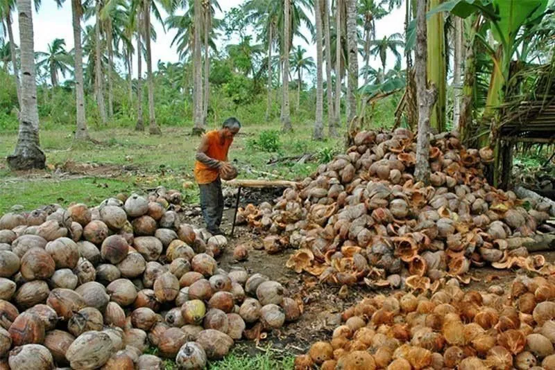 Green young coconuts stacked for transport