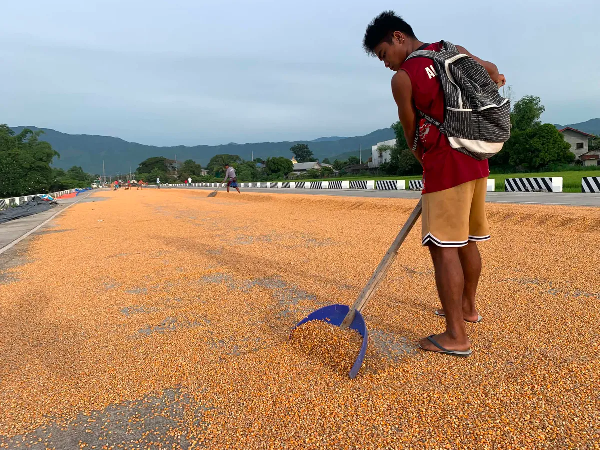 Corn kernels beside sacks of animal feed