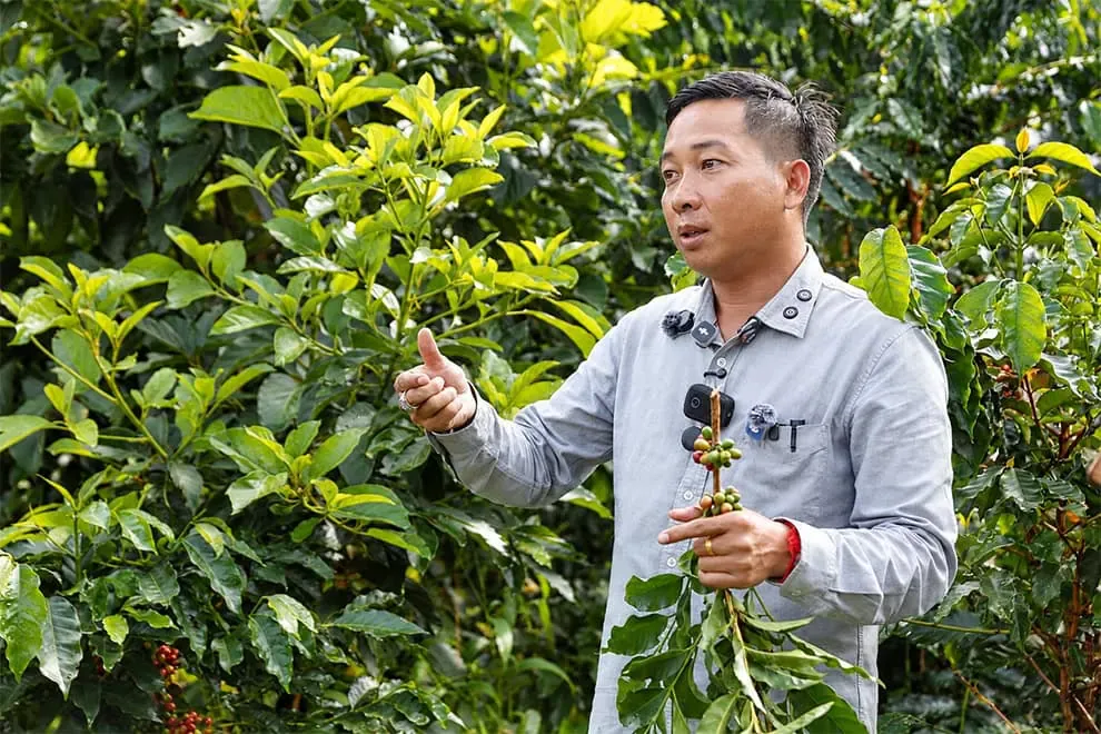 Coffee plants bearing cherries on a plantation